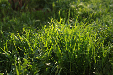 green grass with dew drops in the morning