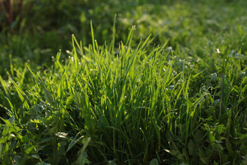 green grass with dew drops in the morning