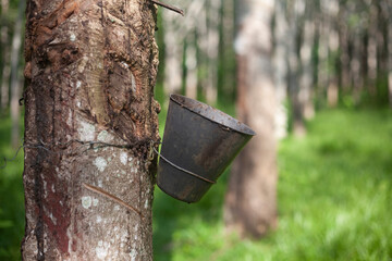 Rubber tree plantation with close up view of the rubber tree.