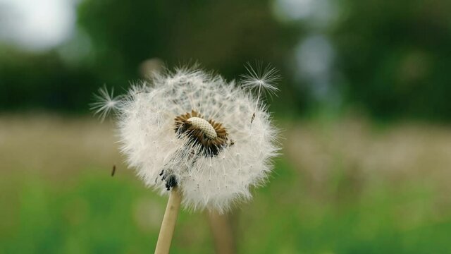 Macro Shot of Dandelion being blown. Wind blows away fluffy seeds from white dandelion on background of grass.