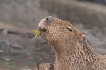 葉っぱを食べるカピバラ