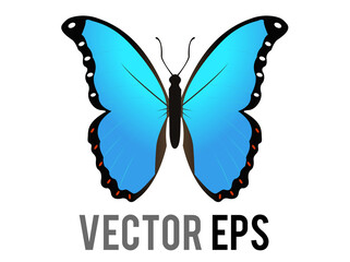 Vector beautiful winged insect butterfly icon with blue and black morpho wings outspread