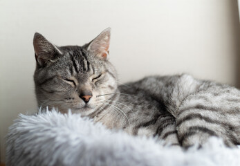 のんびり眠る猫　サバトラ猫