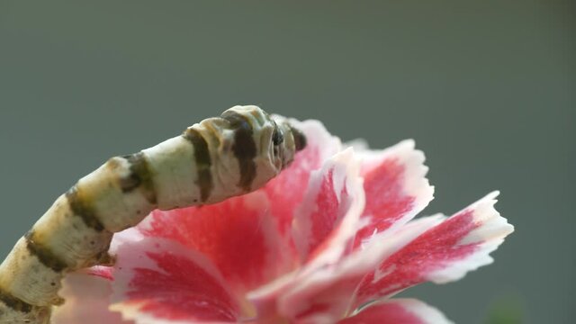 Close up gimbal shot of silkworm on pink flower. Shallow focus