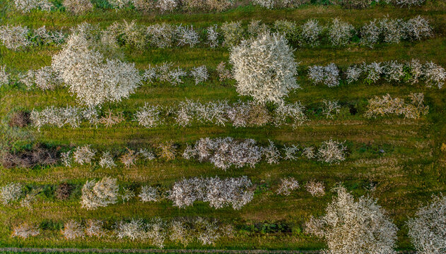 Aerial view of trees with colourful flower blossoms in countryside, Eijsden, Limburg, Netherlands.