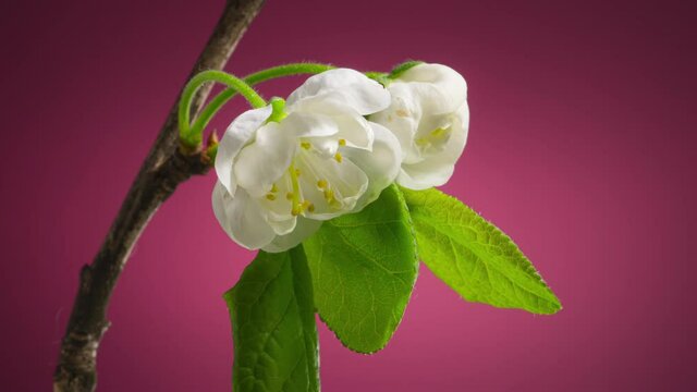Plum Tree Branch with Blooming Flowers Buds on a Purple Background Time Lapse. Plum Blossom in Spring Background 4K UHD. Tilt Up