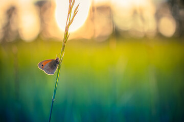 Beautiful nature close-up, summer flowers and butterfly under sunlight. Bright blur nature sunset...