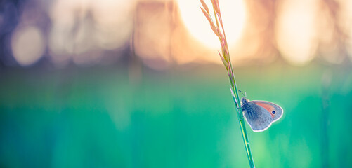 Beautiful nature close-up, summer flowers and butterfly under sunlight. Bright blur nature sunset...