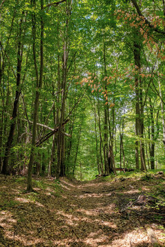 footpath through ancient beech forest in dappled light. beautiful nature of carpathians in summer