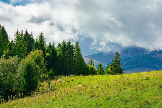 spruce forest on the grassy hillside meadow. carpathian mountain landscape on a cloudy summer day