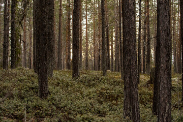 Fototapeta premium Trees and forest