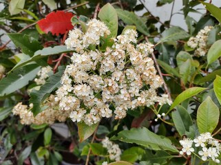 Photinia x fraseri 'Red Robin'