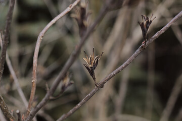 Branches of a plant without leaves.