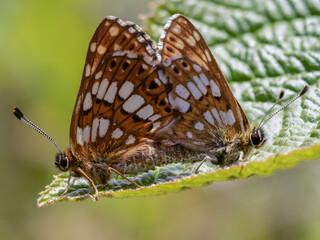 Duke of Burgundy Mating