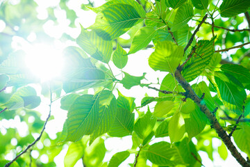 緑とエコロジー