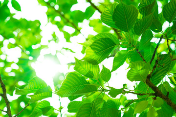 緑とエコロジー