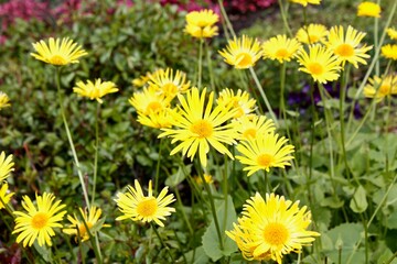 yellow dandelions in the grass