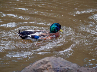 Wet Mallard