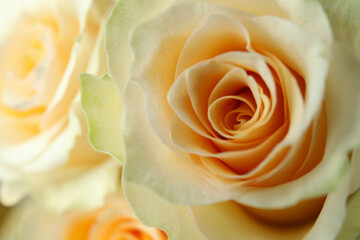 Beautiful yellow rose, close up and selective focus