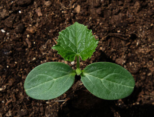 Young seedling of cucumber sprout in ground, cultivation of cucumbers in greenhouse. Growing vegetables at home. Urban vegetables garden. Farming, agriculture. Black earth.