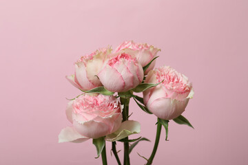 Beautiful rose flowers on pink background, close up