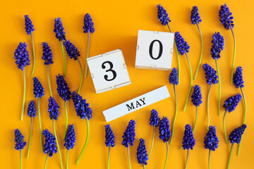 Calendar for May 30: cubes with the number 30, the name of the month of May in English, scattered flowers of blue muscari on a yellow background, top view