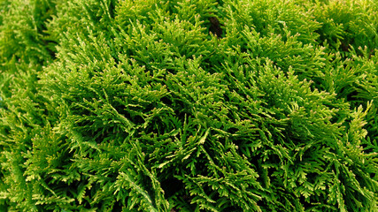Closeup of Beautiful green christmas leaves of Thuja trees, nature floral background wallpaper, wall shrubs, screensaver. Bright green background for wallpaper and backdrop. Thuja occidentalis Mirjam.