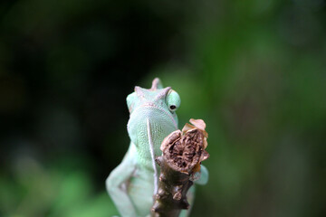 Veiled Chameleon on plant against green background, Veiled chameleon (Chamaeleo calyptratus) resting on a branch in its habitat
