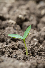 Little green seedlings growing in soil