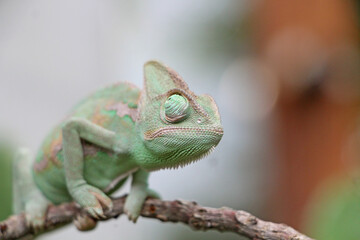 Fototapeta premium Veiled Chameleon on plant against green background, Veiled chameleon (Chamaeleo calyptratus) resting on a branch in its habitat 