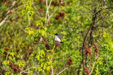 Eastern Kingbird on the branch