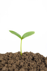 Little green seedlings growing in soil on white background