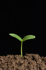 Little green seedlings growing in soil on black background