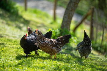 Hens in a meadow