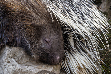 Indian crested Porcupine, Hystrix indica in a german nature park