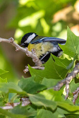 great tit perched on a tree branch