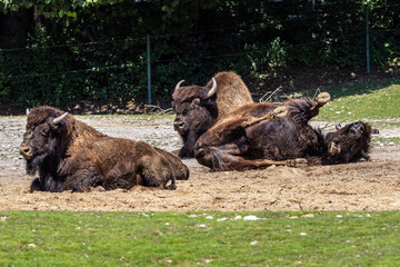 American buffalo known as bison, Bos bison in the zoo