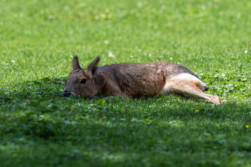 Fototapeta premium Patagonian Mara, Dolichotis patagonum are large relatives of guinea pigs