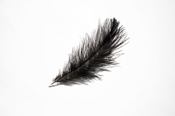 Ostrich black feather close up on a white background, top view.