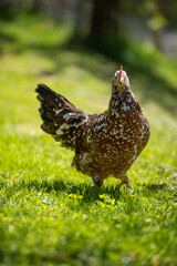 Swedish flower hen in a meadow