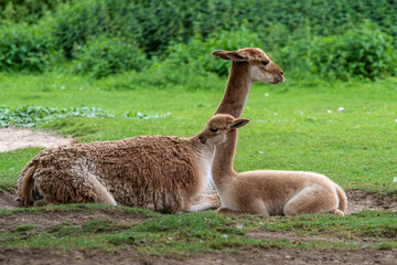 Vicunas, Vicugna Vicugna, relatives of the llama