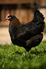 Hen in a meadow