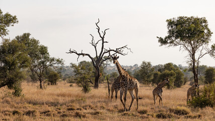 Fototapeta na wymiar herd of giraffe in the wild