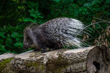 Indian crested Porcupine, Hystrix indica in a german nature park
