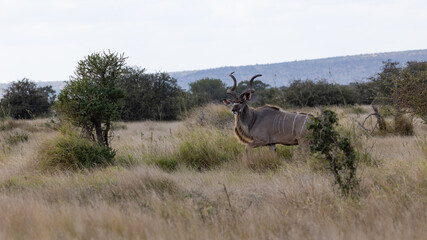big kudu bull - spiral horns
