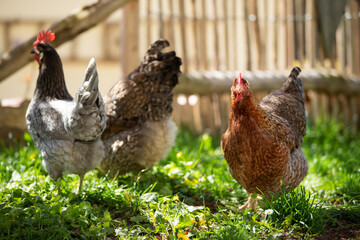 Hens in a meadow