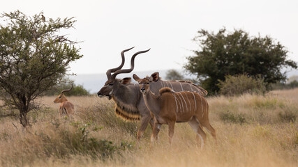 Kudu pair- male and female