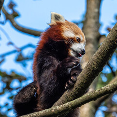 Fototapeta premium The red panda, Ailurus fulgens, also called the lesser panda.