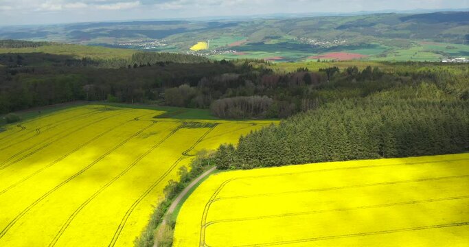 Bl&uuml;hendes Rapsfeld - Raps&ouml;l Gewinnung Landwirtschaft an der Mosel - Urlaub in Deutschland