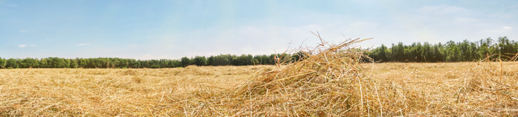 Gemähtes Heu auf einer Wiese im Sommer - Heuernte Panorama mit Sonnenstrahlen